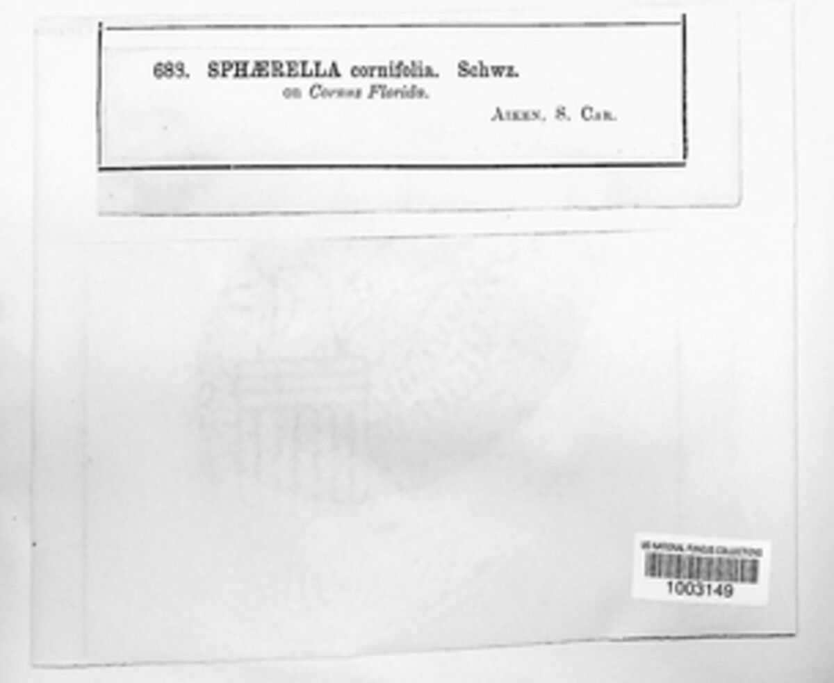 Sphaerella cornifolia image